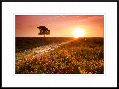 A misty sunrise at Rockford Common